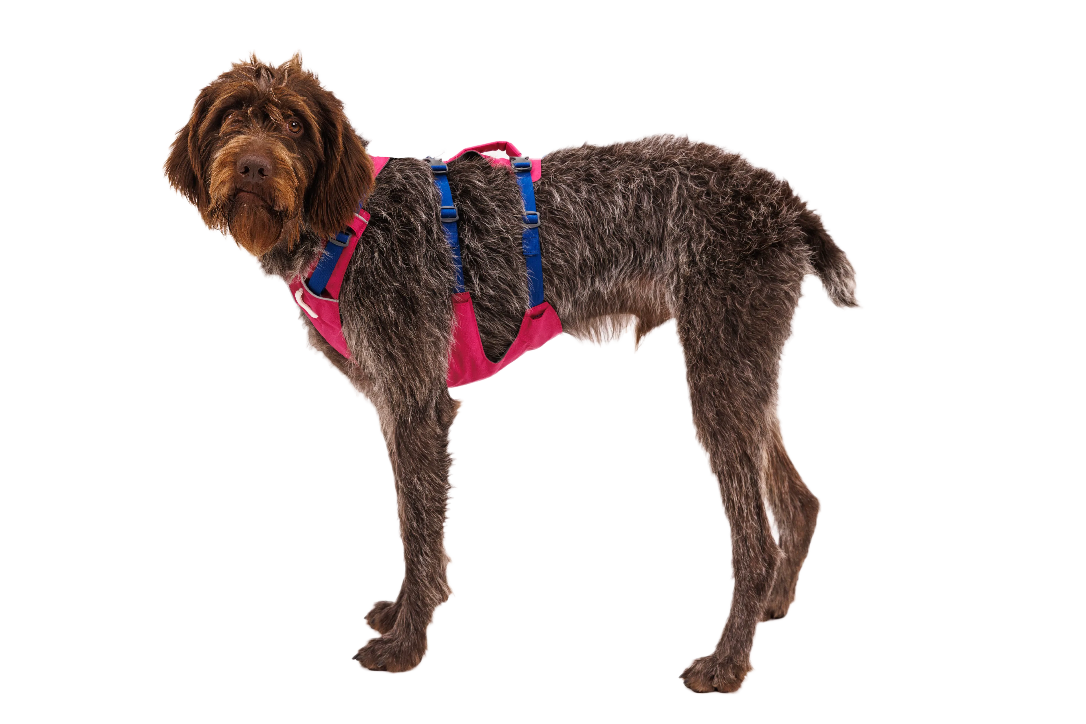 RP - Flagline™ Dog Harness with Handle