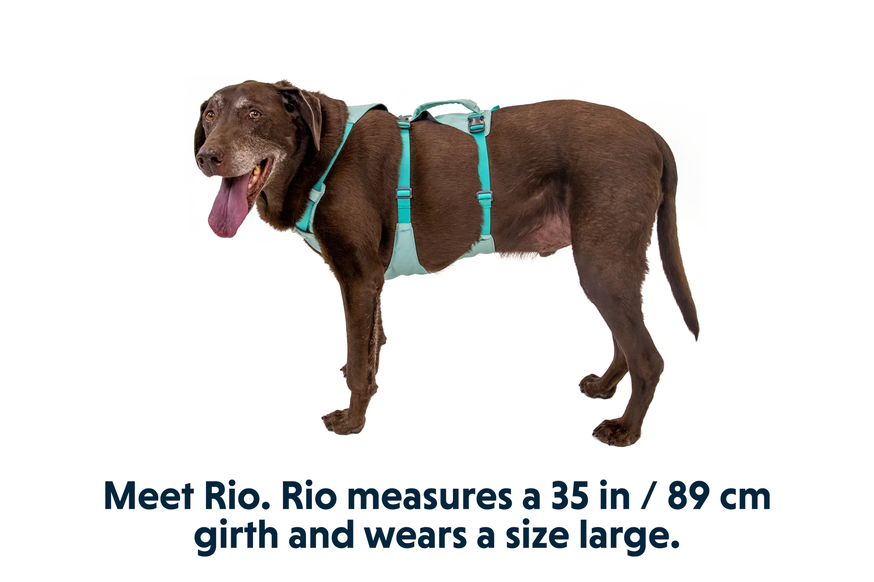 RP - Flagline™ Dog Harness with Handle