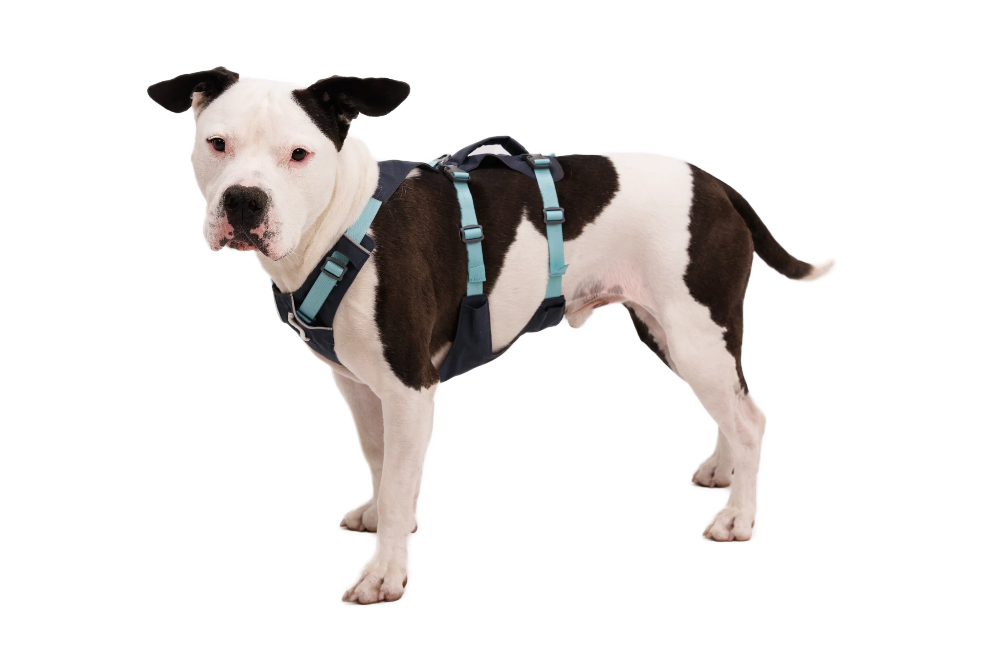 RP - Flagline™ Dog Harness with Handle